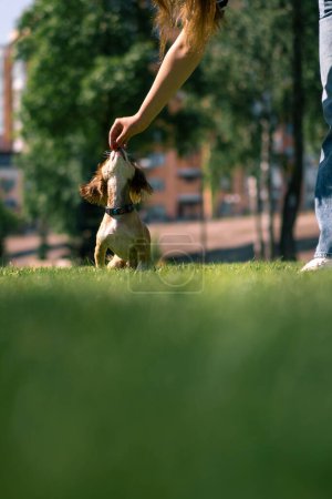 Photo for A cute little dog on a walk, the girl-owner strokes the dog in the park, training animals in nature dog follows commands - Royalty Free Image