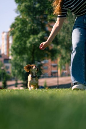 Téléchargez les photos : Un petit chien mignon sur une promenade, la fille-propriétaire caresse le chien dans le parc, la formation des animaux dans la nature chien suit les commandes - en image libre de droit