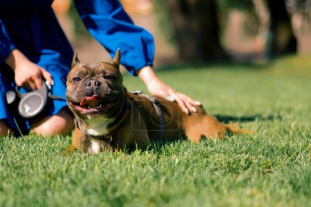Foto de Una chica en un paseo con un bulldog francés en el parque juega con un lindo perrito con correa retrato de perro - Imagen libre de derechos