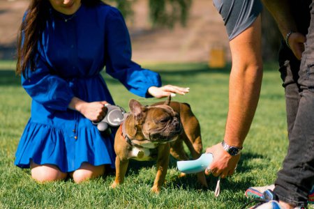Téléchargez les photos : Un couple donne de l'eau dans une bouteille de la main à un petit chien bouledogue français fatigué lors d'une promenade dans le parc - en image libre de droit