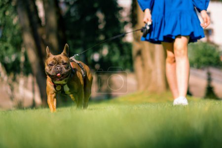 Téléchargez les photos : Une fille en promenade avec un bouledogue français dans le parc joue avec un mignon petit chien en laisse portrait de chien - en image libre de droit
