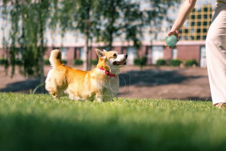Foto de Una chica joven juega con un perro corgi en el parque, lanza una pelota en la naturaleza un perro corre detrás de juguete - Imagen libre de derechos