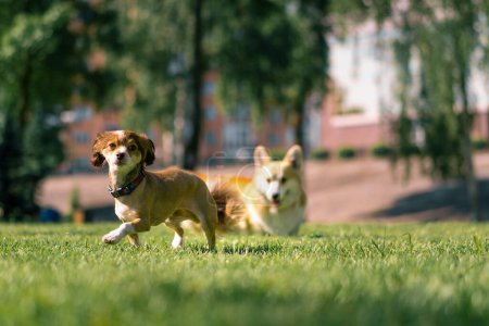 Photo for Little funny cute dogs on a walk in the park playing on the grass together animals nature - Royalty Free Image