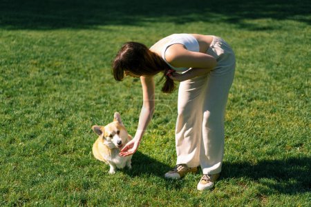 Photo for A young girl trains a corgi dog in the park the dog obeys the master's command give me paw - Royalty Free Image
