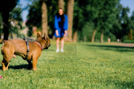 Foto de Una chica en un paseo con un bulldog francés en el parque juega con un lindo perrito con correa retrato de perro - Imagen libre de derechos