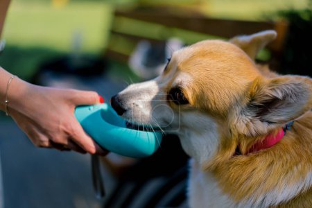 Téléchargez les photos : Mignon chien de corgi moelleux fatigué boire de l'eau sur une promenade dans le parc en été main tenant bouteille - en image libre de droit