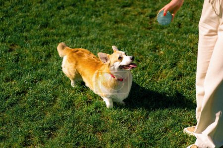 Photo for Cute corgi dog walking in the park playing in nature and running animals on walk summer tongue out - Royalty Free Image