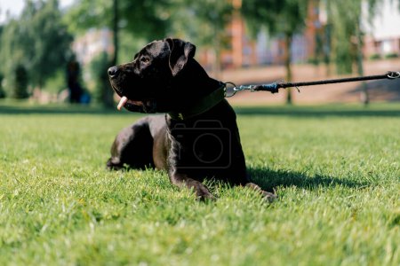 Foto de Un perro negro noble con una lengua que sobresale de un corso de caña de raza grande en un paseo por el parque juega miente en la hierba - Imagen libre de derechos