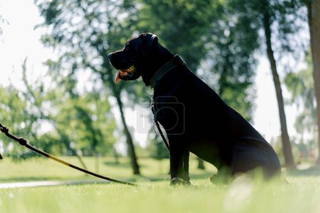 Foto de Un perro negro noble con una lengua que sobresale de una gran raza de corso de caña en un paseo por el parque juega y se sienta en la hierba - Imagen libre de derechos