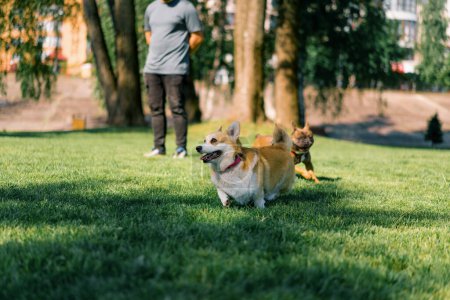 Foto de Pequeño divertido lindo perros francés bulldog y corgi en un paseo en el parque jugando en la hierba retrato perros propietarios de verlos - Imagen libre de derechos