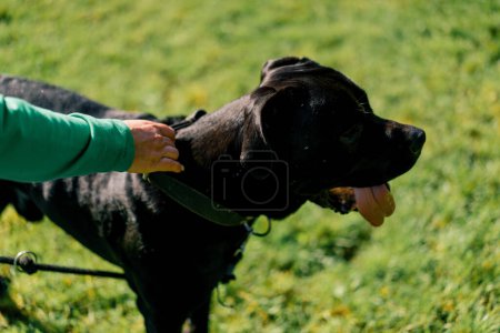 Photo for A dog psychologist holds a large cane corso dog by the collar on a walk in training park - Royalty Free Image