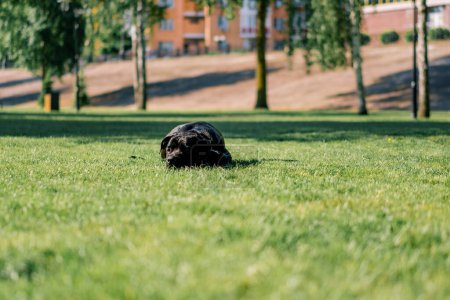 Foto de Un perro negro de una gran raza de corso de caña en un paseo por el parque juega y descansa sobre la hierba - Imagen libre de derechos