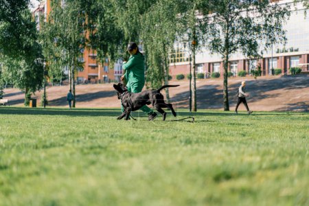 Foto de Una raza grande Cane Corso perro en un paseo en un parque de entrenamiento ataca a un entrenador y quiere morder a la mujer - Imagen libre de derechos