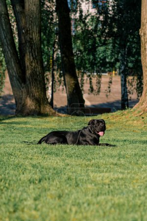 Foto de Un perro negro con una lengua sobresaliente de un corso de caña de raza grande en un paseo por el parque juega descansa en la hierba - Imagen libre de derechos
