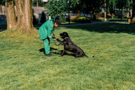 Foto de Una mujer entrena a un perro negro de una raza grande Cane Corso en un paseo por el parque el perro obedece la orden dame garra - Imagen libre de derechos