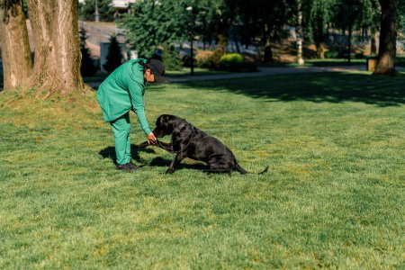 Foto de Una mujer entrena a un perro negro de una raza grande Cane Corso en un paseo por el parque el perro obedece la orden dame garra - Imagen libre de derechos