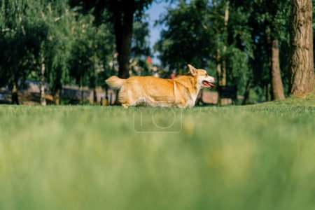 Téléchargez les photos : Mignon chien corgi marche dans le parc en jouant dans la nature et en courant des animaux sur la promenade langue d'été - en image libre de droit