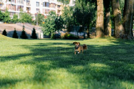 Téléchargez les photos : Petit chien mignon sur une promenade en cours d'exécution dans le parc d'entraînement des animaux dans la nature le chien fuit le propriétaire - en image libre de droit