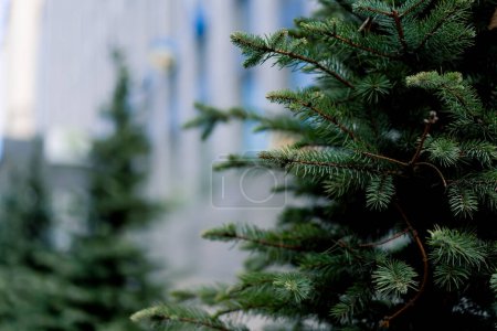 Téléchargez les photos : Gros plan d'aiguilles sur un sapin de Noël poussant dans la rue de la ville décor en direct - en image libre de droit