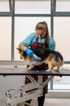 Foto de Muchacha peinadora peina cuidadosamente la piel de un perro corgi en el cuidado profesional de mascotas salón primer plano - Imagen libre de derechos