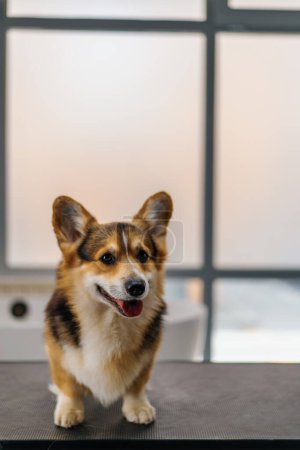 Téléchargez les photos : Portrait d'un petit chien de corgi moelleux mignon dans un salon de beauté avant la procédure de beauté et de soins pour animaux de compagnie concept - en image libre de droit