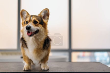 Foto de Retrato de un pequeño perro lindo y esponjoso corgi en un salón de belleza antes del procedimiento de belleza y el concepto de cuidado de mascotas - Imagen libre de derechos