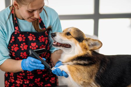 Foto de Peluquero joven recorta cuidadosamente las piernas de un perro corgi, corta la piel en el salón de cuidado profesional de mascotas - Imagen libre de derechos