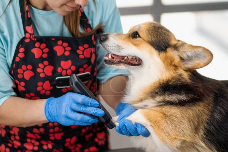 Téléchargez les photos : Toiletteur coupe soigneusement les jambes d'un chien corgi coupe la fourrure dans le salon professionnel de soins pour animaux de compagnie gros plan - en image libre de droit
