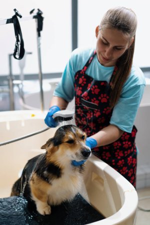 Photo for A groomer washes a corgi dog in the bathroom with a special shampoo in grooming salon pet care hygiene - Royalty Free Image