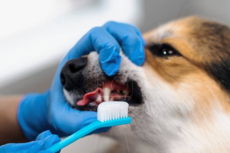Téléchargez les photos : Le toiletteur effectue la procédure de brossage des dents d'un chien corgi avec de la pâte dans le salon soins pour animaux de compagnie gros plan hygiène portrait animal - en image libre de droit