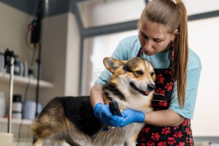 Téléchargez les photos : Jeune fille toiletteuse coupe soigneusement les jambes d'un chien corgi, coupe la fourrure dans le salon de soins pour animaux professionnels - en image libre de droit