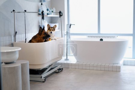 Téléchargez les photos : Mignon grand berger et chien corgi dans le salon de toilettage dans la grande salle de bain avant de laver les soins pour animaux de compagnie propreté style attention détail - en image libre de droit