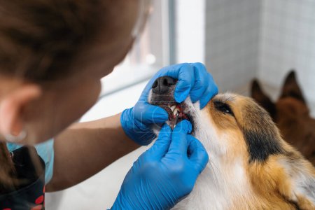 Foto de El peluquero lleva a cabo el procedimiento para la eliminación del sarro en un perro corgi en el salón de cuidado de mascotas higiene primer plano de la boca del animal - Imagen libre de derechos
