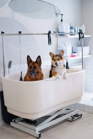 Téléchargez les photos : Mignon grand berger et chien corgi dans le salon de toilettage dans la grande salle de bain avant de laver les soins pour animaux de compagnie propreté style attention détail - en image libre de droit