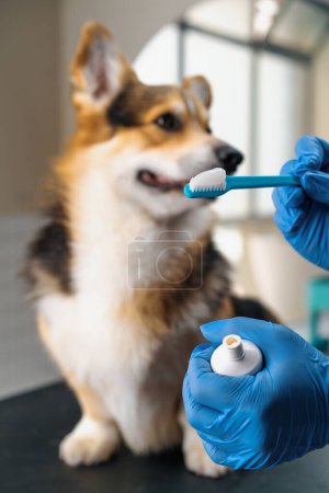 Foto de Peluquero aprieta pasta profesional especial en un cepillo para el procedimiento de cepillado de los dientes de un perro corgi en el salón de cuidado de mascotas higiene de cerca - Imagen libre de derechos