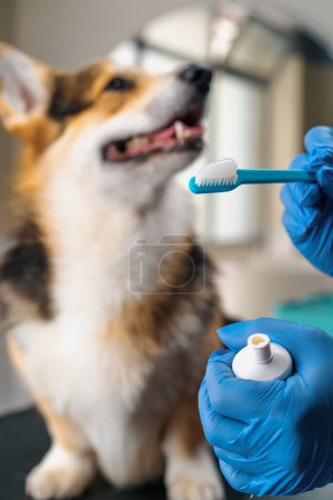 Téléchargez les photos : Toiletteur presse une pâte professionnelle spéciale sur une brosse pour la procédure de brossage des dents d'un chien corgi dans le salon de soins pour animaux hygiène de gros plan - en image libre de droit