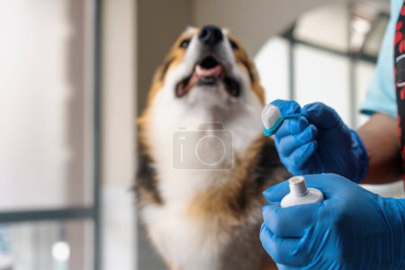 Foto de Peluquero aprieta pasta profesional especial en un cepillo para el procedimiento de cepillado de los dientes de un perro corgi en el salón de cuidado de mascotas higiene de cerca - Imagen libre de derechos
