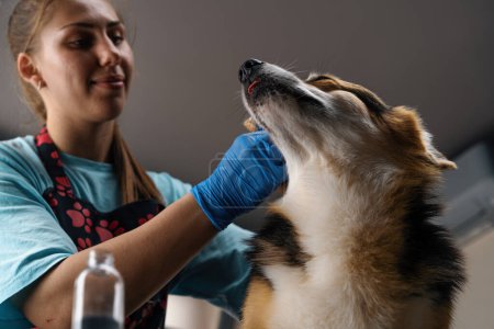 Foto de Peluquero limpia cuidadosamente las orejas de un perro corgi con lana de algodón en el salón profesional de cuidado de mascotas procedimiento de higiene de cerca - Imagen libre de derechos