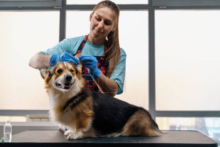 Photo for Young girl groomer carefully cleans the ears of a corgi dog with cotton wool in professional salon pet care close-up hygiene procedure - Royalty Free Image