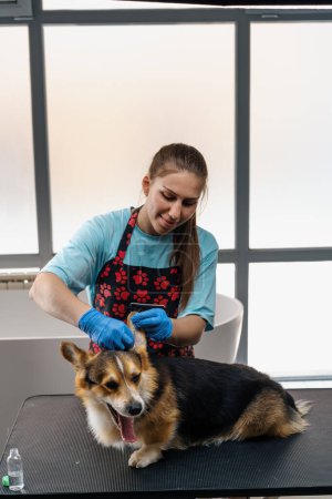 Photo for Young girl groomer carefully cleans the ears of a corgi dog with cotton wool in professional salon pet care close-up hygiene procedure - Royalty Free Image
