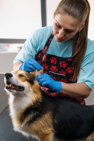 Foto de Peluquero joven limpia cuidadosamente las orejas de un perro corgi con lana de algodón en el salón profesional de cuidado de mascotas procedimiento de higiene de cerca - Imagen libre de derechos
