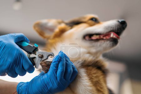 Téléchargez les photos : Fille toiletteuse coupe soigneusement les griffes d'un chien corgi avec pinces dans le salon professionnel de soins pour animaux de compagnie gros plan - en image libre de droit