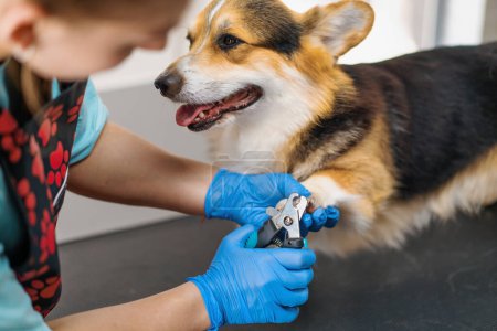 Téléchargez les photos : Fille toiletteuse coupe soigneusement les griffes d'un chien corgi avec pinces dans le salon professionnel de soins pour animaux de compagnie gros plan - en image libre de droit