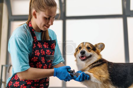Photo for Young girl groomer carefully trims the claws of corgi dog with tongs in a professional pet care salon - Royalty Free Image