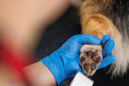 Foto de Peluquero recorta cuidadosamente las piernas de un perro corgi corta la piel en el cuidado profesional de mascotas salón primer plano - Imagen libre de derechos