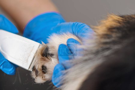 Téléchargez les photos : Toiletteur coupe soigneusement les jambes d'un chien corgi coupe la fourrure dans le salon professionnel de soins pour animaux de compagnie gros plan - en image libre de droit