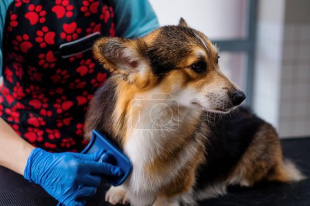 Foto de Un peluquero peina cuidadosamente la piel de un perro corgi con un cepillo especial en primer plano salón de cuidado profesional de mascotas - Imagen libre de derechos