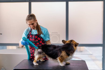 Foto de Un peluquero niña seca a fondo el pelo de un perro corgi con un secador de pelo después de lavarlo en un salón de peluquería profesional para mascotas - Imagen libre de derechos