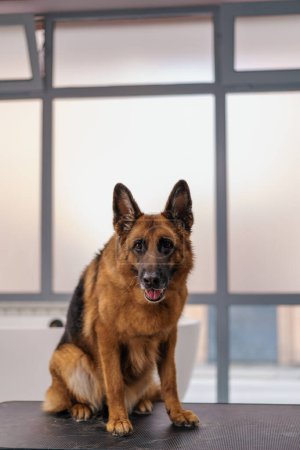 Photo for Portrait of a large, satisfied shepherd dog in a grooming salon or clinic pet after grooming procedures - Royalty Free Image