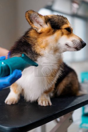 Foto de Peluquero seca a fondo el pelo de un perro corgi con un secador de pelo después de lavarlo en un salón de peluquería profesional para mascotas retrato de un perro - Imagen libre de derechos
